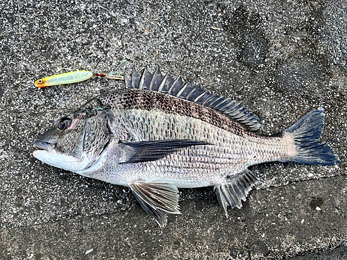 チヌの釣果