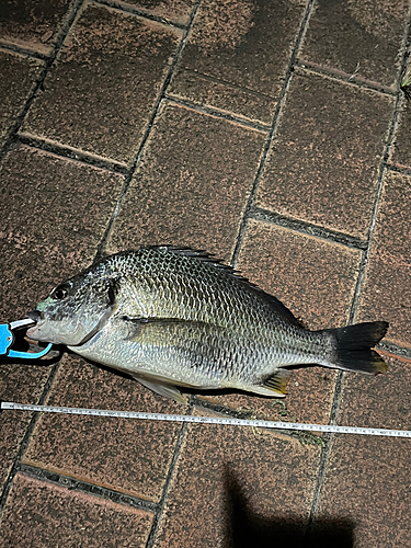 キビレの釣果