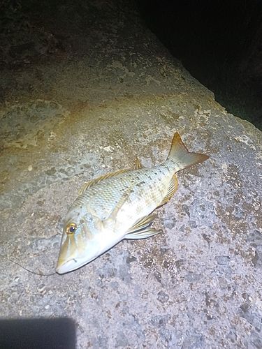 ハマフエフキの釣果