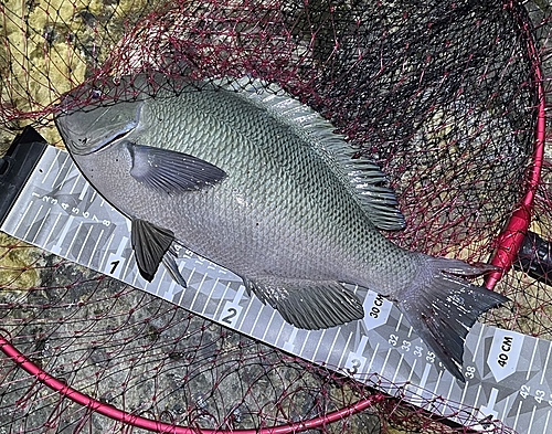 クチブトグレの釣果