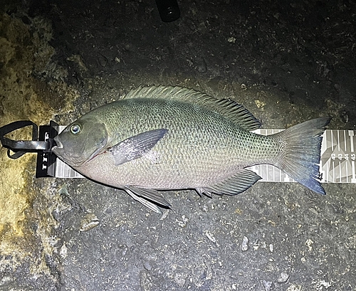 クチブトグレの釣果