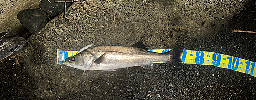 シーバスの釣果