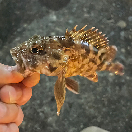 カサゴの釣果