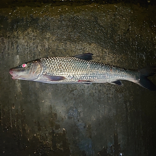 ニゴイの釣果