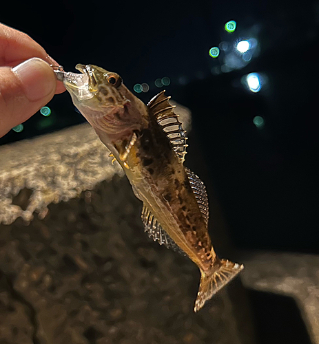 アナハゼの釣果