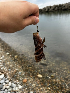 キジハタの釣果