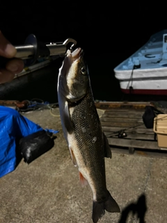 ウグイの釣果