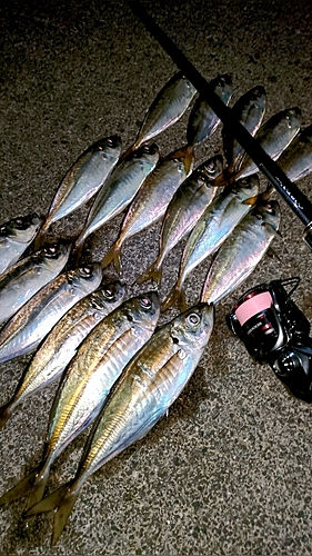 アジの釣果