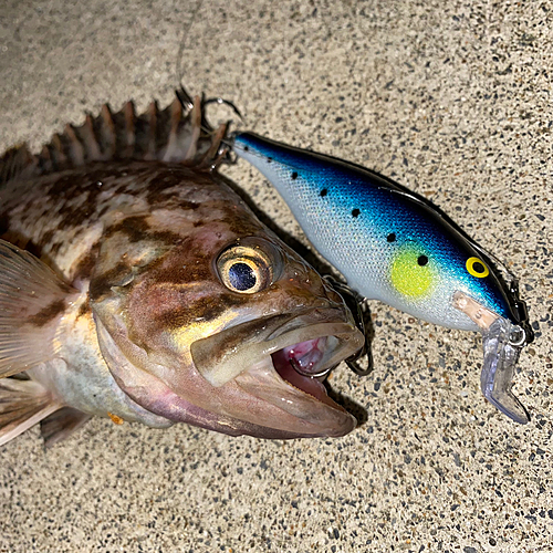 クロソイの釣果