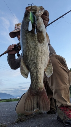 ブラックバスの釣果