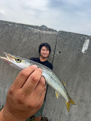 カマスの釣果