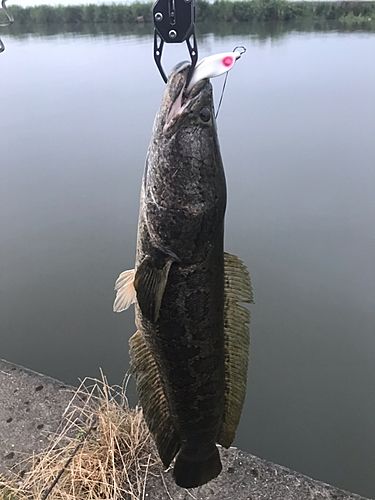 カムルチーの釣果