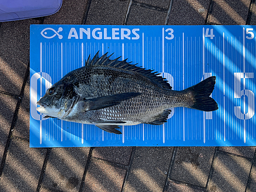 クロダイの釣果