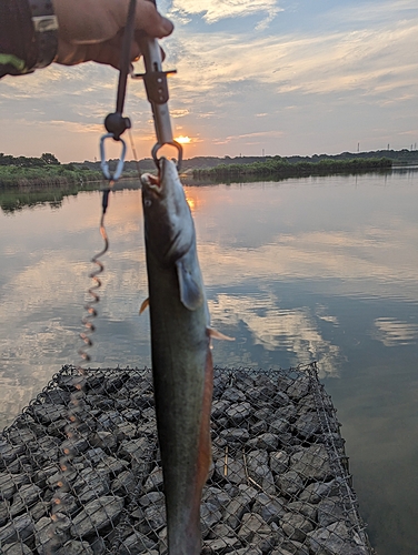 ナマズの釣果