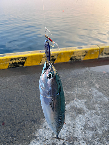 ソウダガツオの釣果