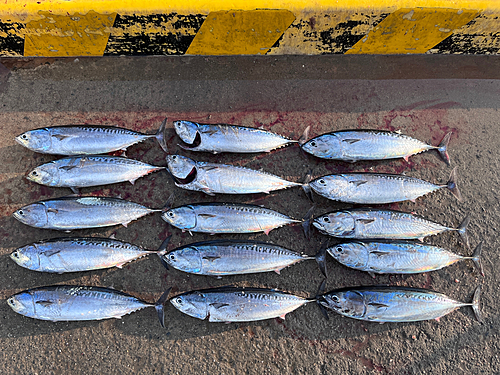 ソウダガツオの釣果