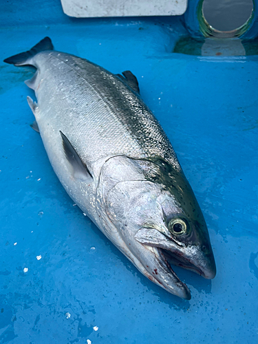 サクラマスの釣果