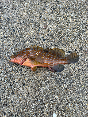 アコウの釣果