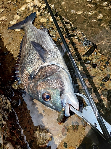 チヌの釣果