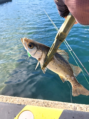 スズキの釣果