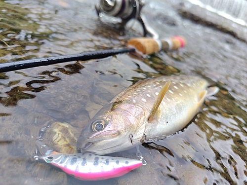 エゾイワナの釣果