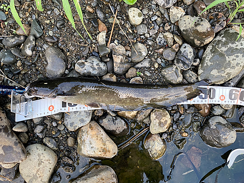 ナマズの釣果