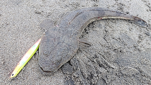 マゴチの釣果