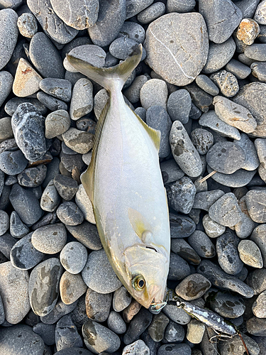 ショゴの釣果