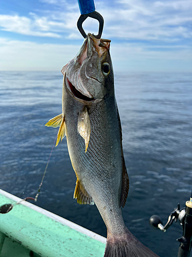 イサキの釣果