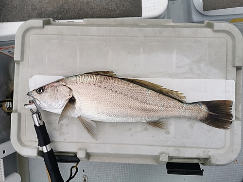 オオニベの釣果