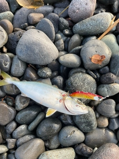 ワカシの釣果