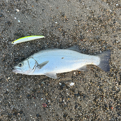 ヒラスズキの釣果