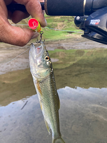 ハスの釣果