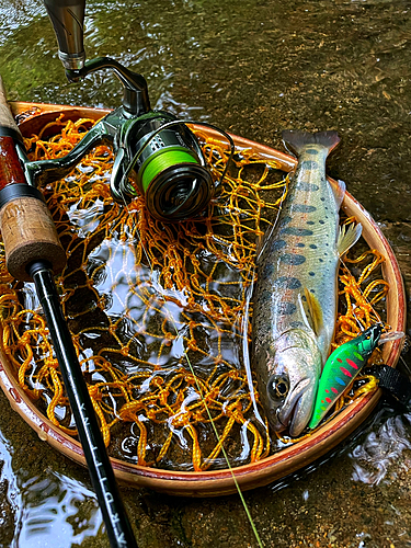 ヤマメの釣果