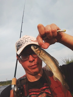 アユの釣果