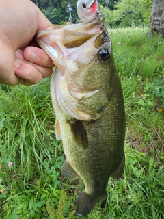 ラージマウスバスの釣果