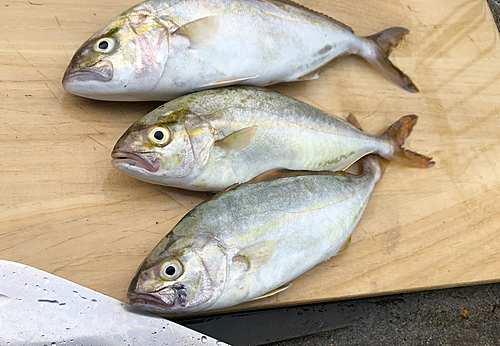 ショゴの釣果