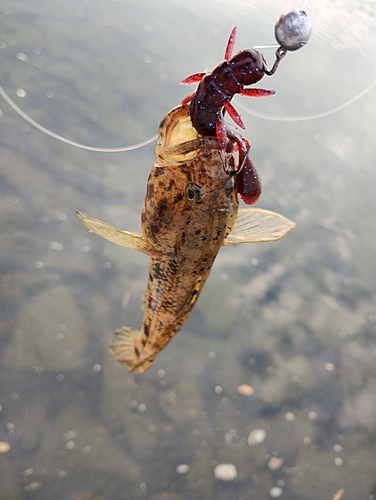 ハゼの釣果