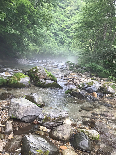 イワナの釣果