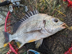 キチヌの釣果