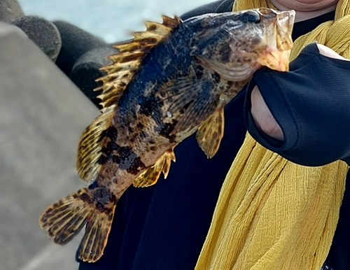 タケノコメバルの釣果