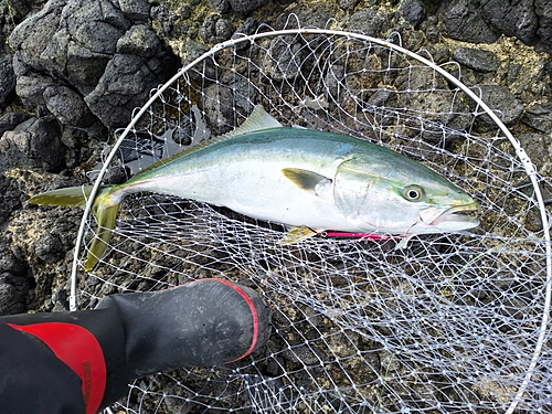 ブリの釣果