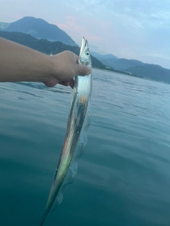 タチウオの釣果