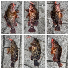 ガシラの釣果