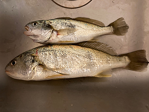 イシモチの釣果