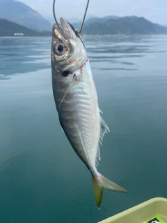 マアジの釣果