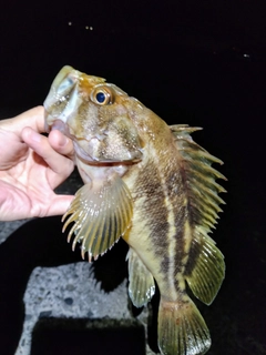 シマゾイの釣果