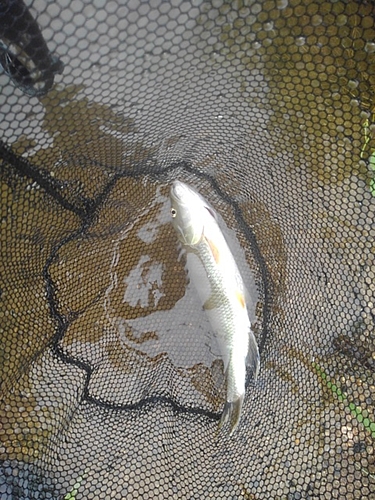 ケタバスの釣果