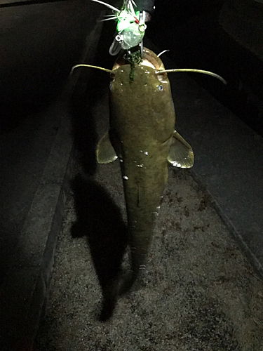 マナマズの釣果