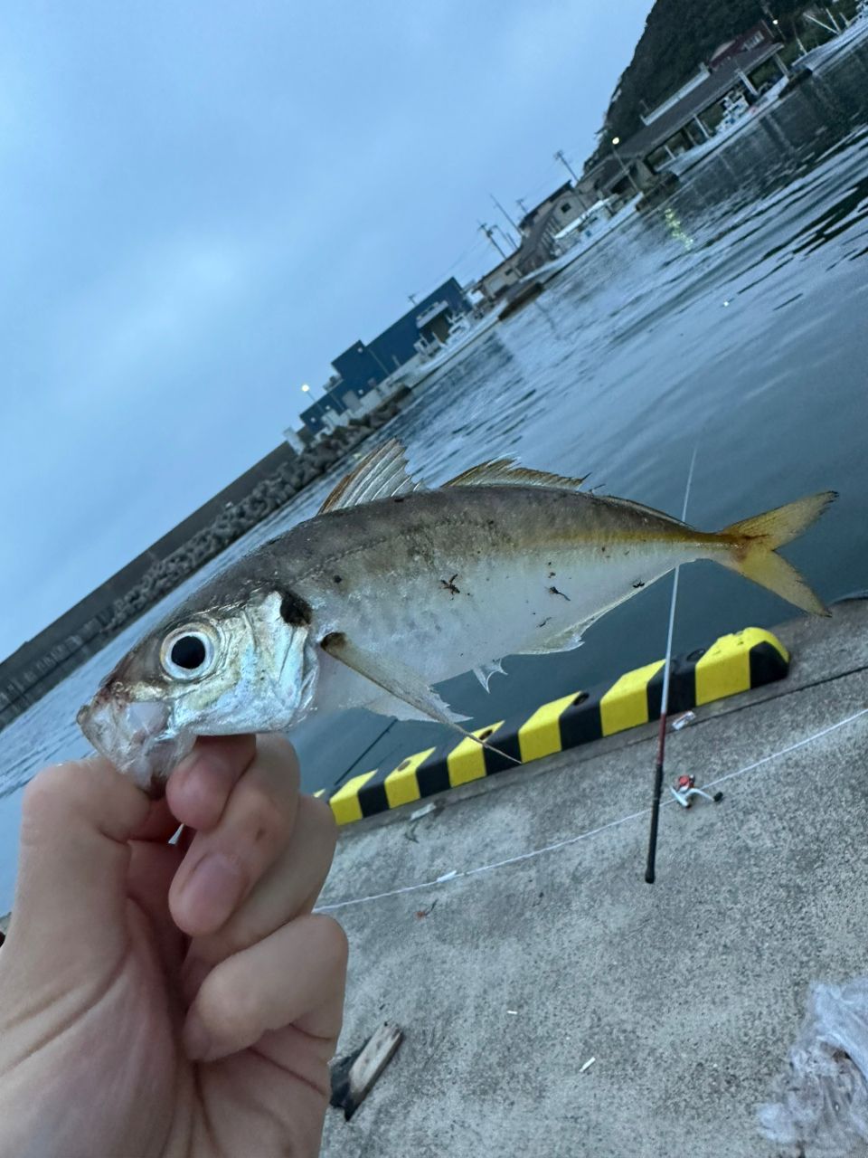 ショゴ